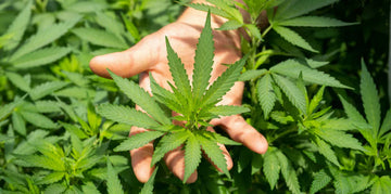 The Science Behind Full Spectrum CBD